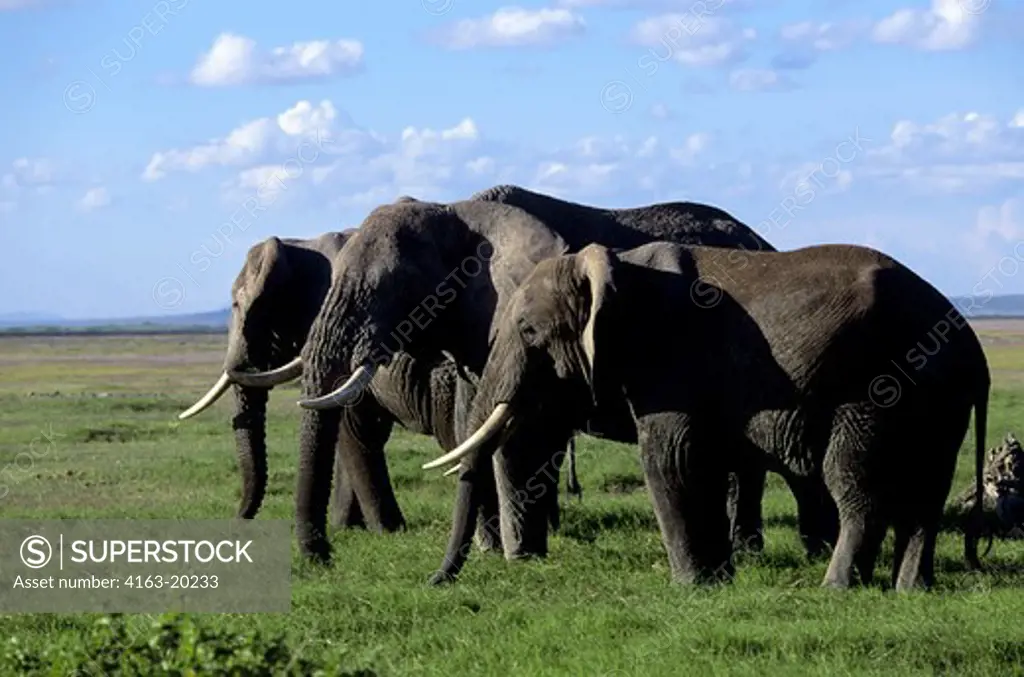 Kenya,Amboseli Nat'L Park Elephants