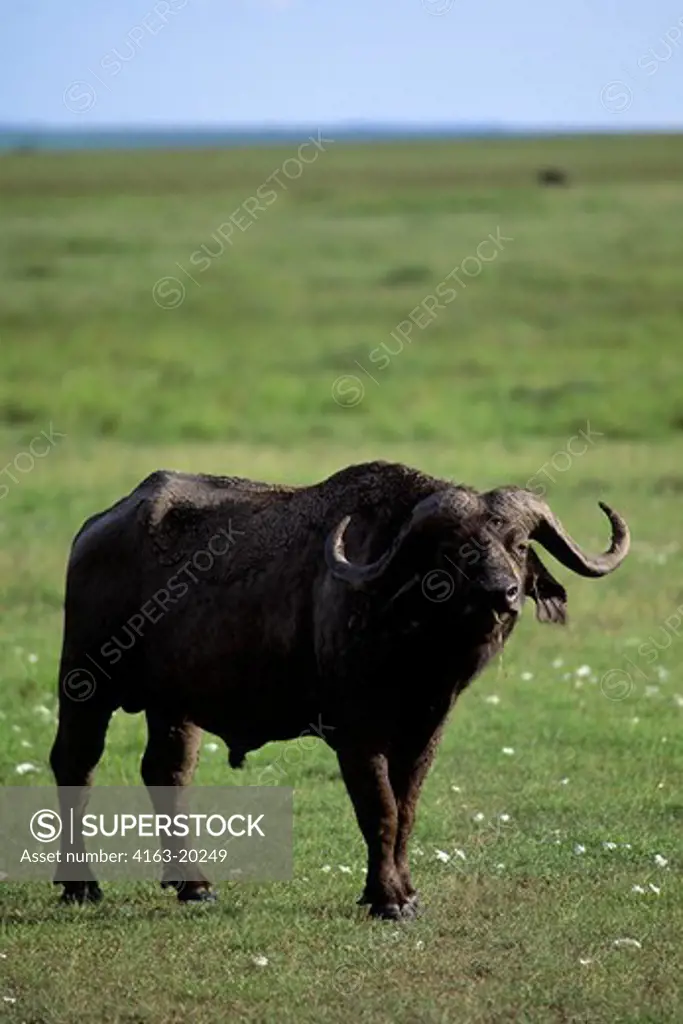 Kenya, Masai Mara, Cape Buffalo