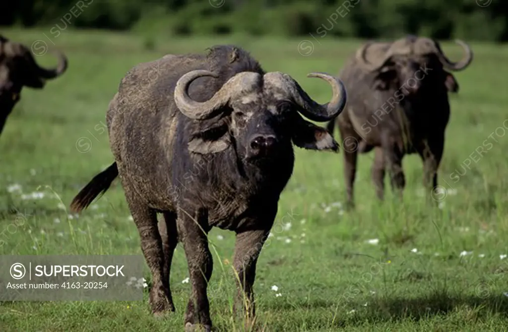 Kenya, Masai Mara, Cape Buffalos
