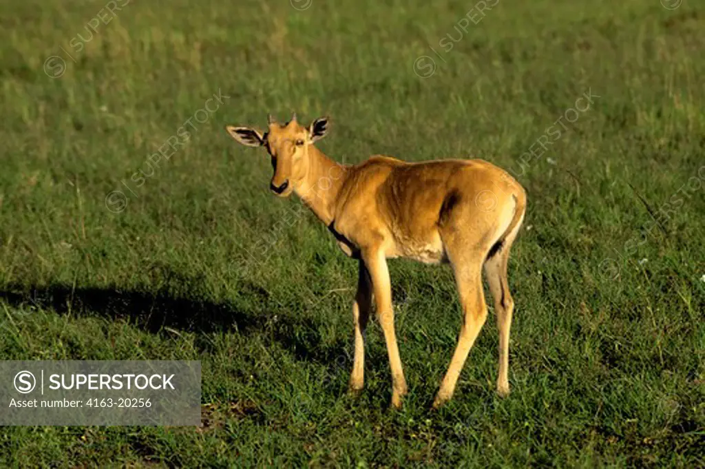 Kenya, Masai Mara, Topi Calf