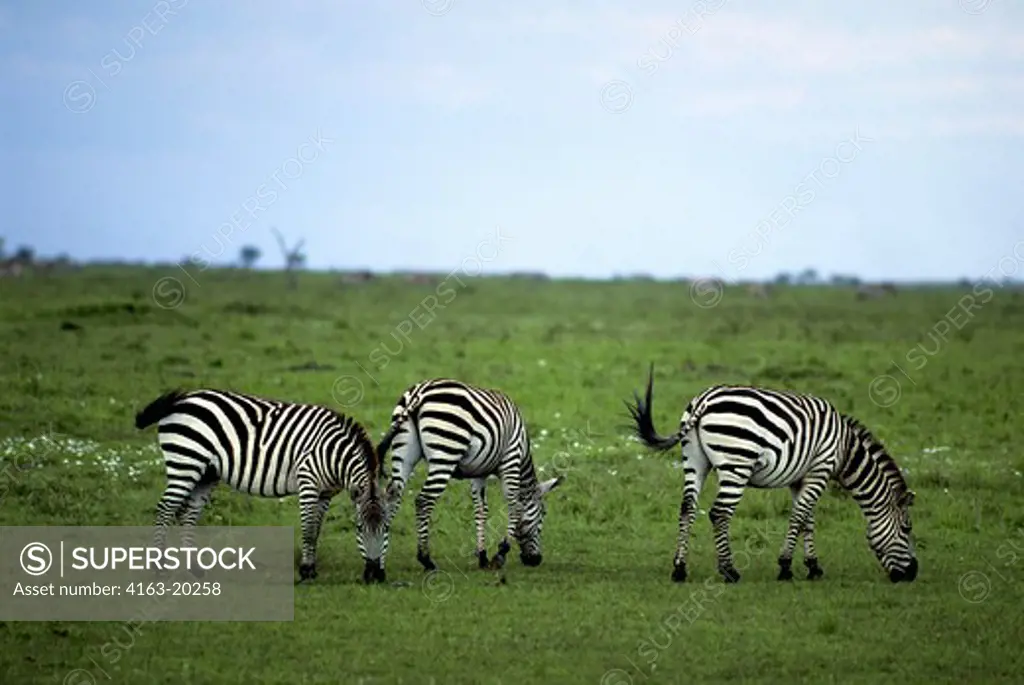 Kenya, Masai Mara, Zebras Grazing