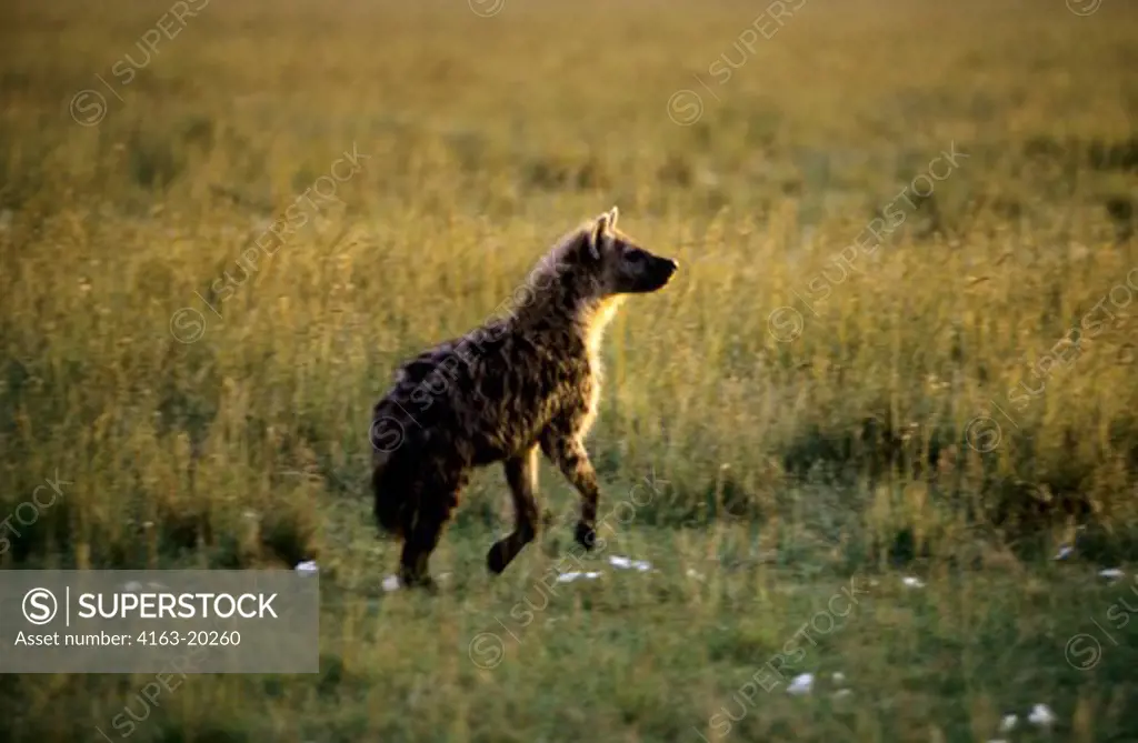 Kenya, Masai Mara, Spotted Hyaena