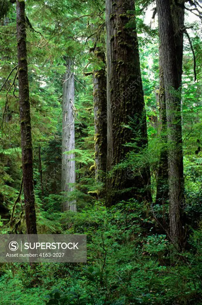 CANADA, BC, VANCOUVER ISLAND PACIFIC RIM NATIONAL PARK,TEMPERATE RAIN FOREST WESTERN HEMLOCK & RED CEDAR