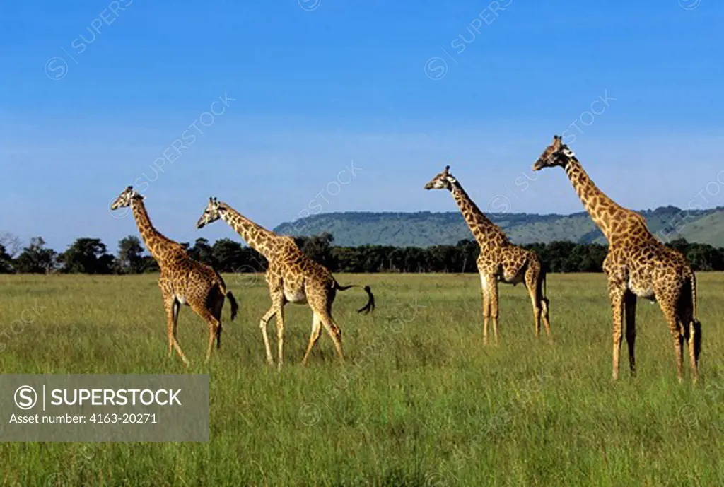 Kenya, Masai Mara, Masai Giraffes