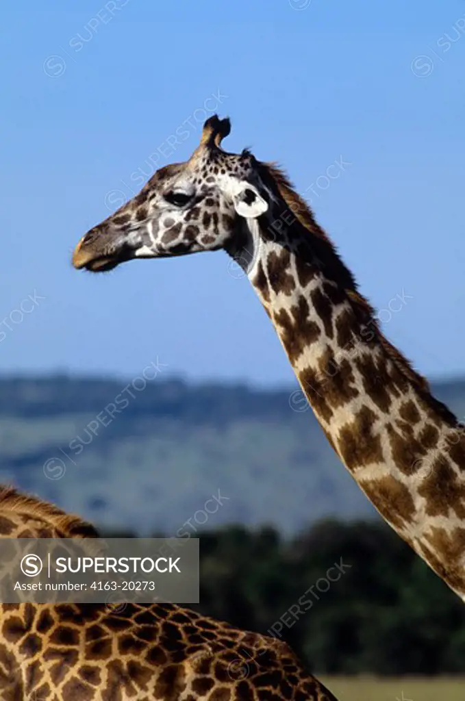 Kenya, Masai Mara, Masai Giraffe, Close-Up