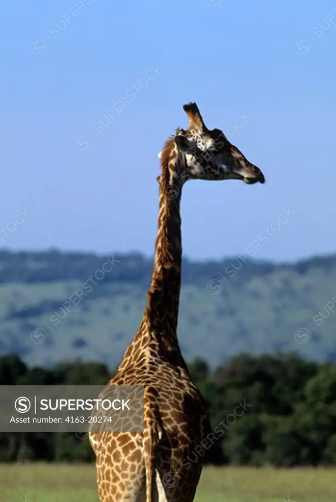 Kenya, Masai Mara, Masai Giraffe, Close-Up