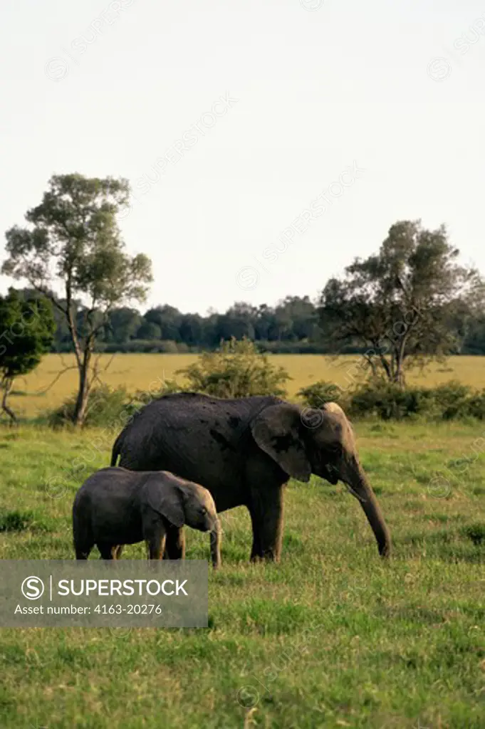 Kenya, Masai Mara, Elephants, Mother With Calf