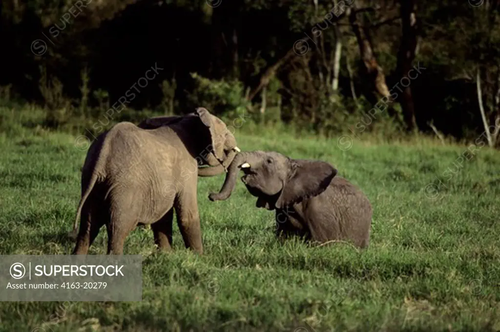 Kenya, Masai Mara, Young Elephants Playing