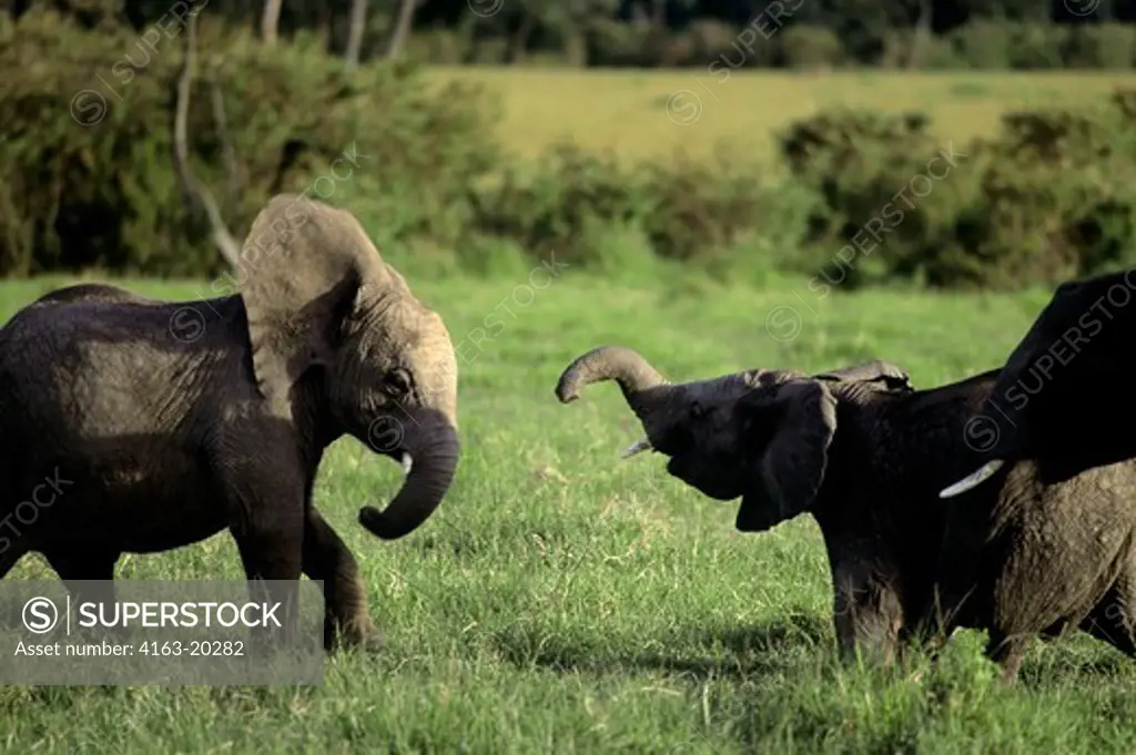 Kenya, Masai Mara, Young Elephants Playing