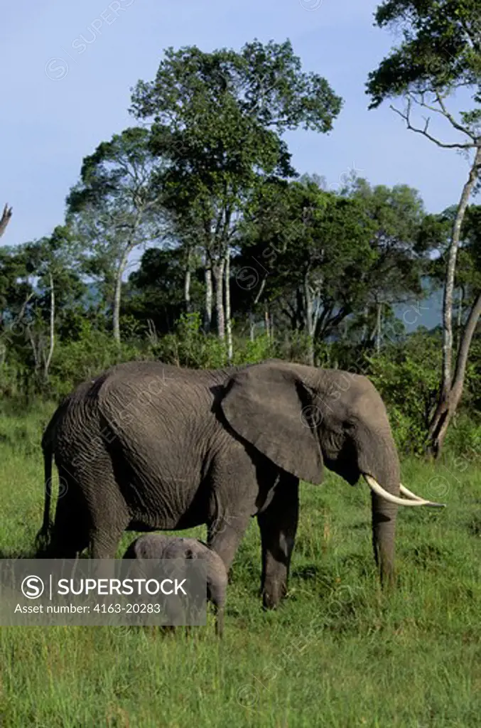 Kenya, Masai Mara, Elephant With Calf