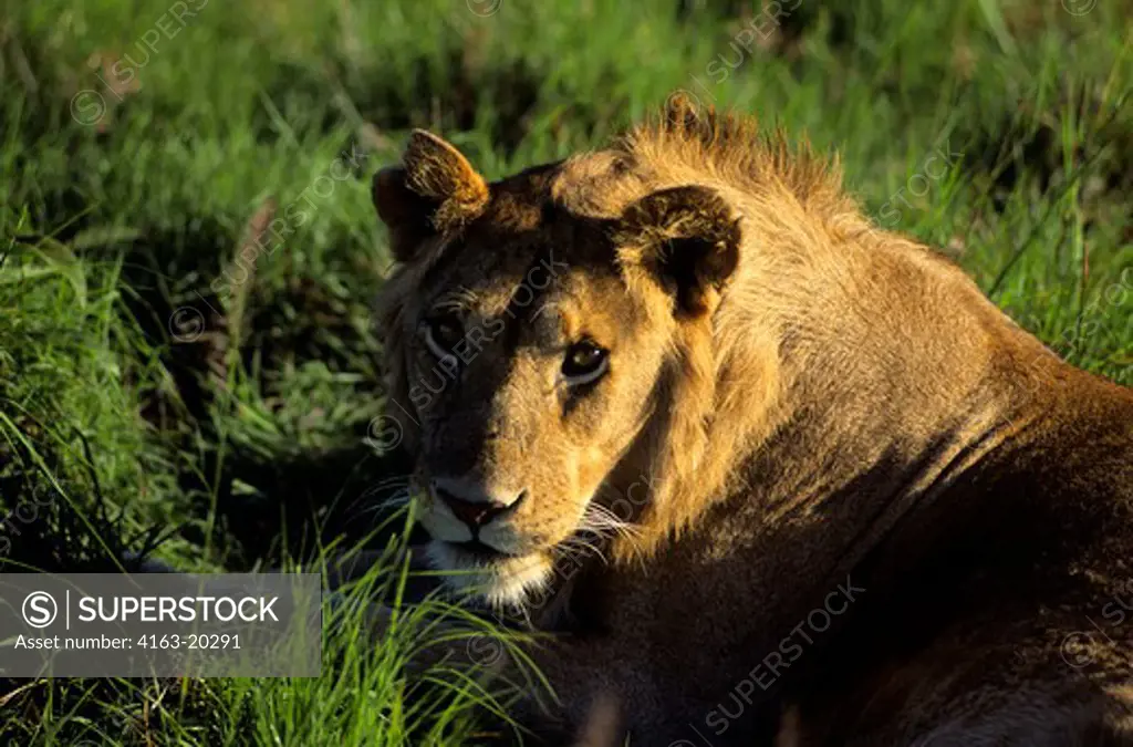 Kenya, Masai Mara, Young Lion