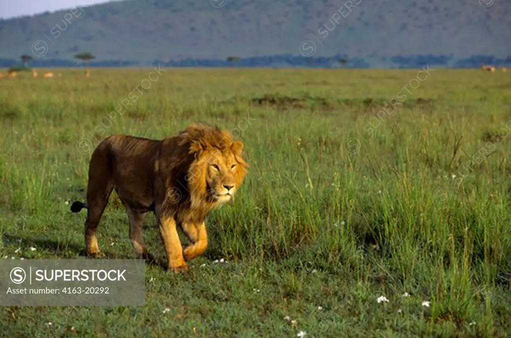 Kenya, Masai Mara, Lion Stalking Through Grass