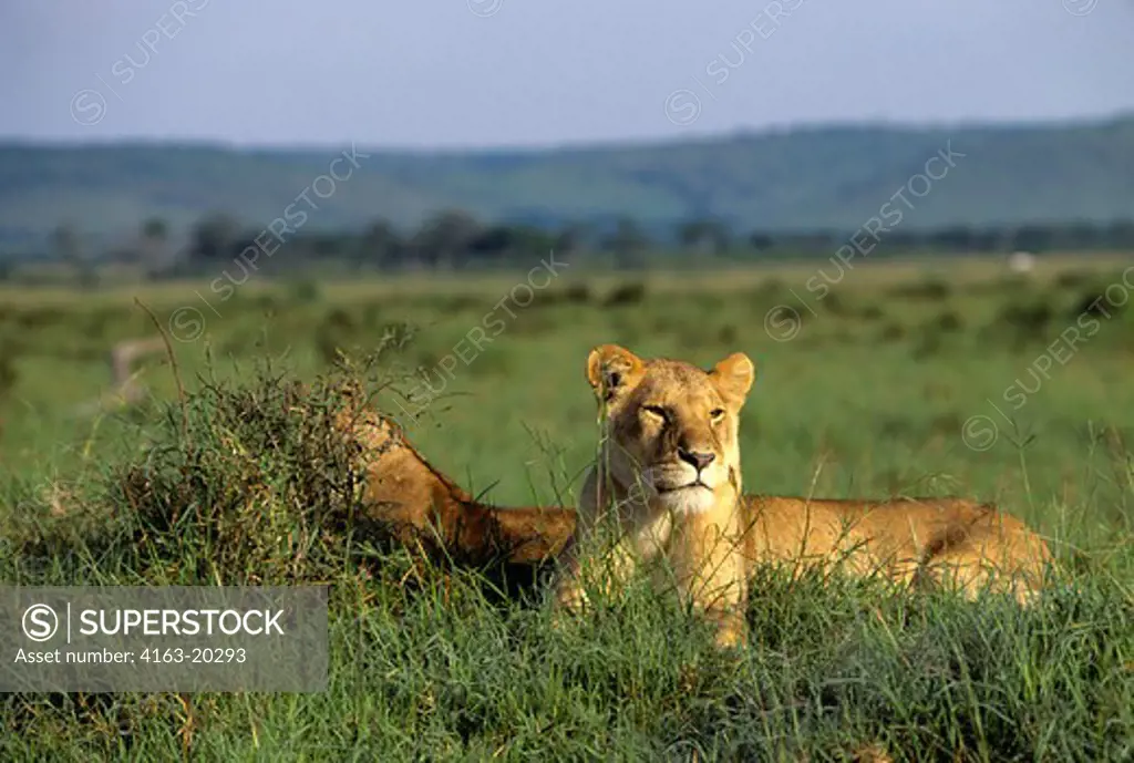 Kenya, Masai Mara, Female Lions