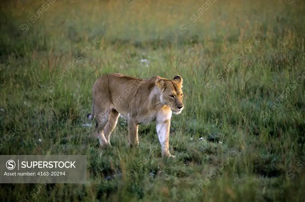 Kenya, Masai Mara, Lioness