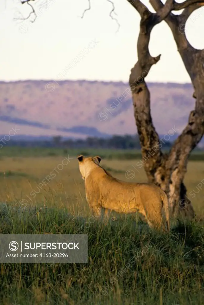 Kenya, Masai Mara, Lioness