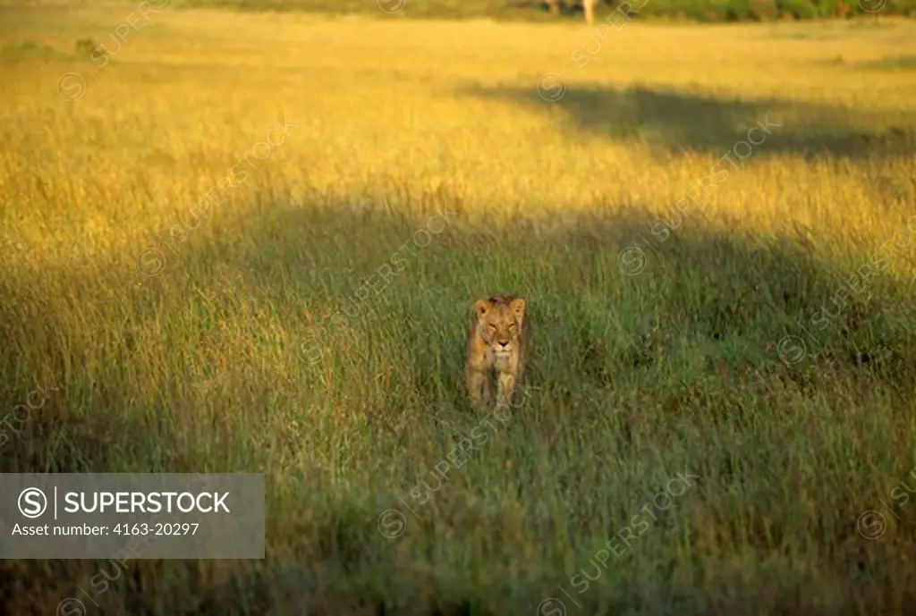 Kenya, Masai Mara, Lioness Stalking Through Grass