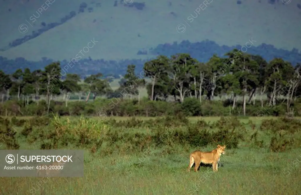 Kenya, Masai Mara, Female Lions Stalking Through Grass