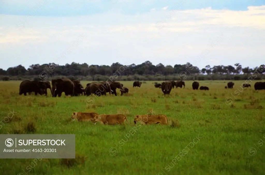 Kenya, Masai Mara, Female Lions Stalking Through Grass, Elephants Background