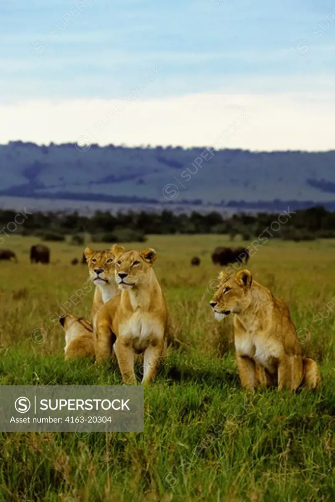Kenya, Masai Mara, Female Lions, Elephants In Background