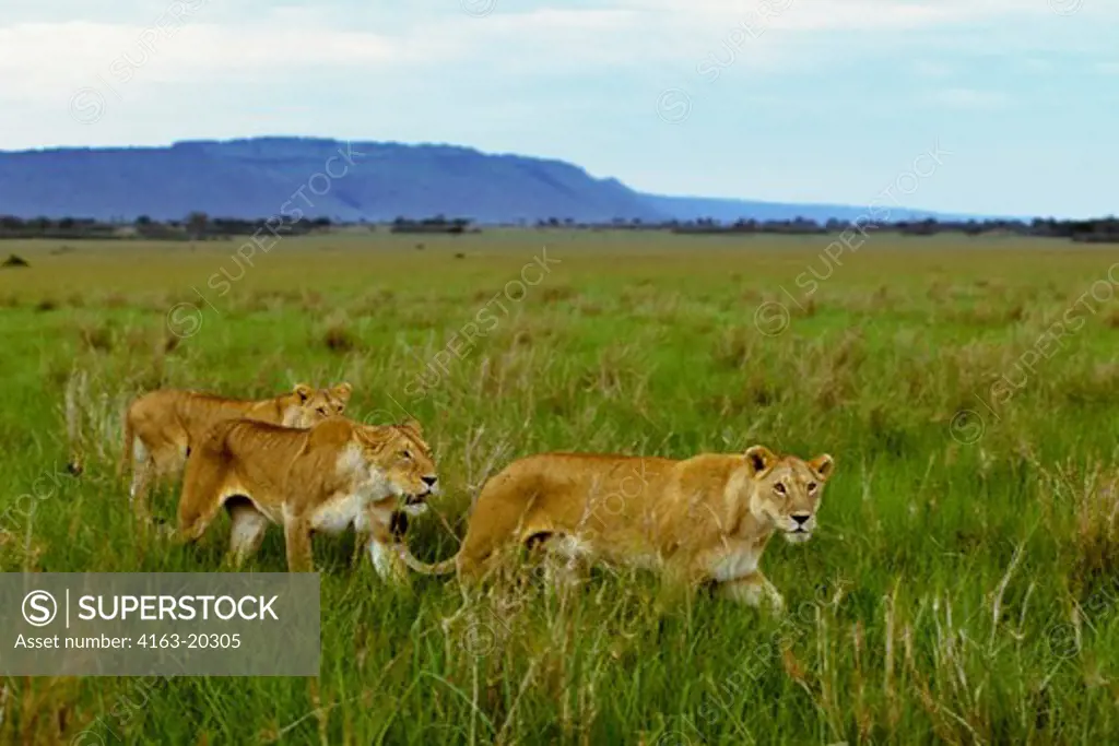 Kenya, Masai Mara, Female Lions Stalking Through Grass