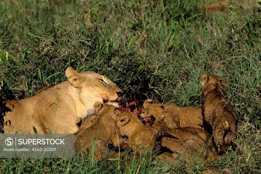 Kenya, Masai Mara, Female Lion With Cubs, Feeding On Hartebeest Kill