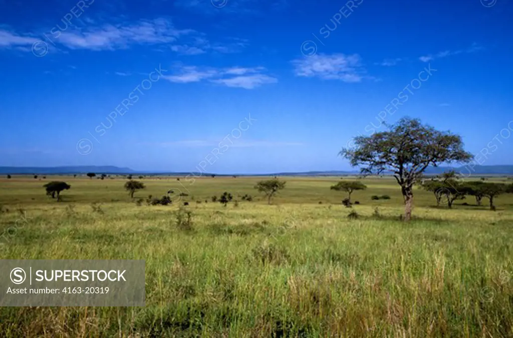 Tanzania, Serengeti, Grass Plain With Trees