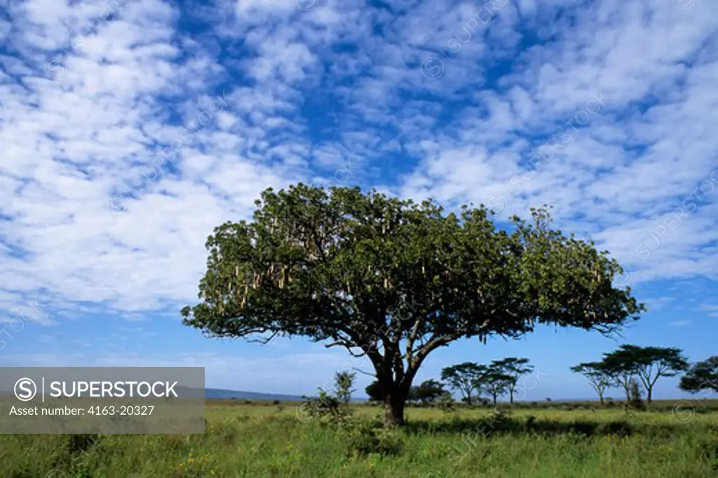 Tanzania, Serengeti, Monkeybread Tree Or Sausage Tree