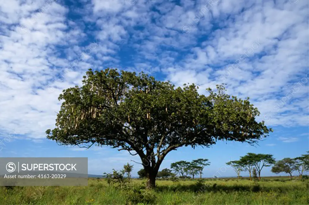 Tanzania, Serengeti, Monkeybread Tree Or Sausage Tree