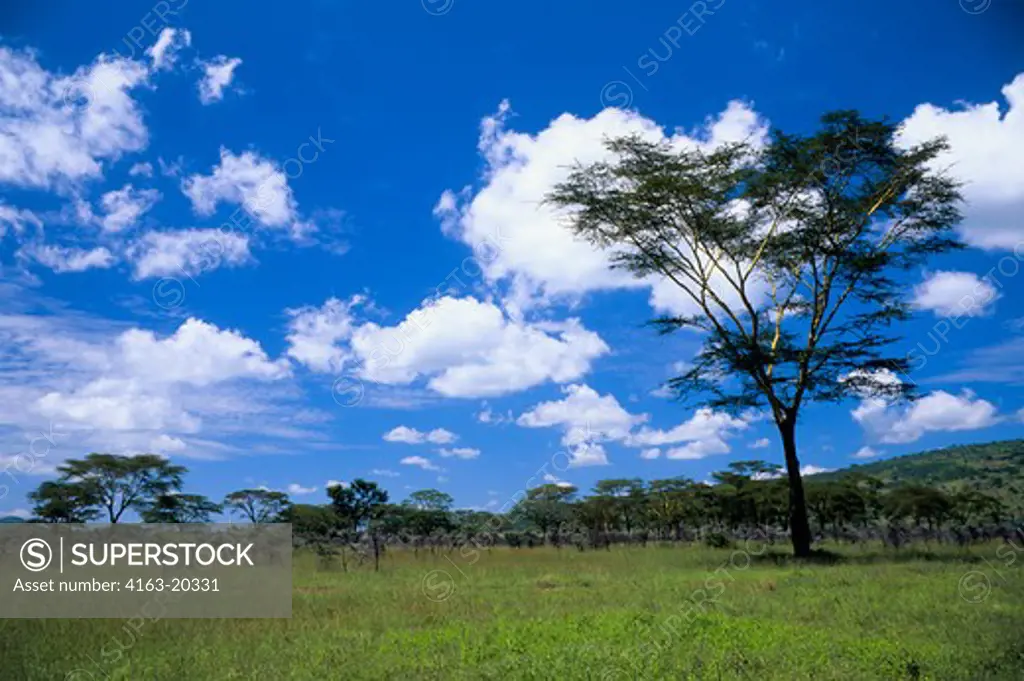Tanzania, Serengeti, Yellow Fever Trees
