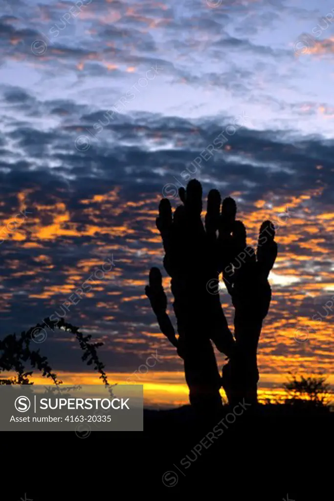 Tanzania, Serengeti, Sunrise, Candelabra Cactus, Silhouetted