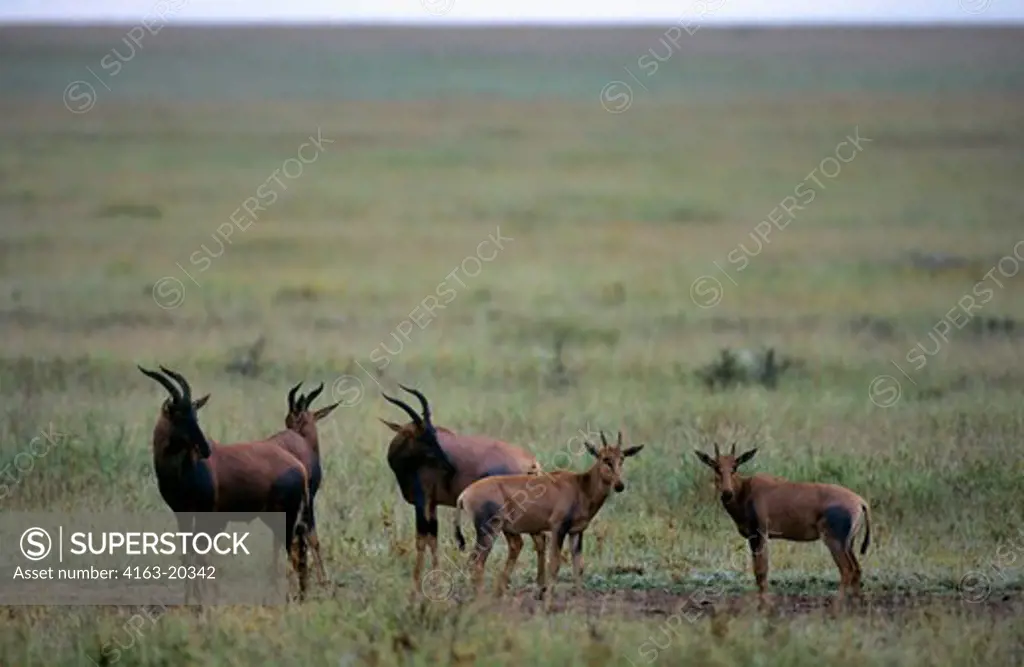 Tanzania, Serengeti, Topis