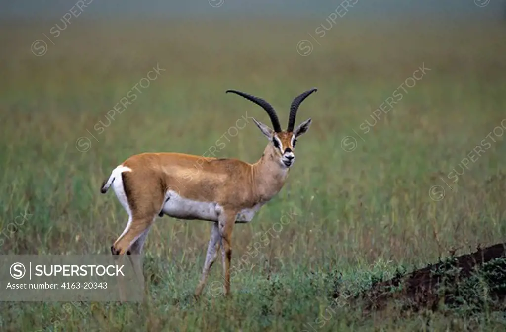 Tanzania, Serengeti, Grant'S Gazelle, Male