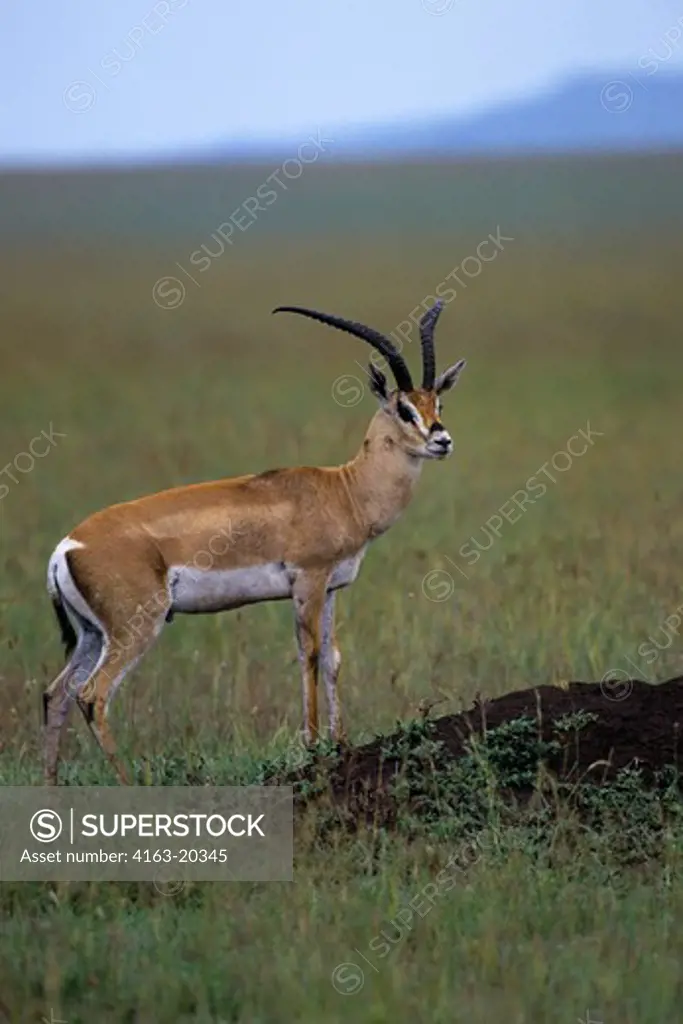 Tanzania, Serengeti, Grant'S Gazelle, Male