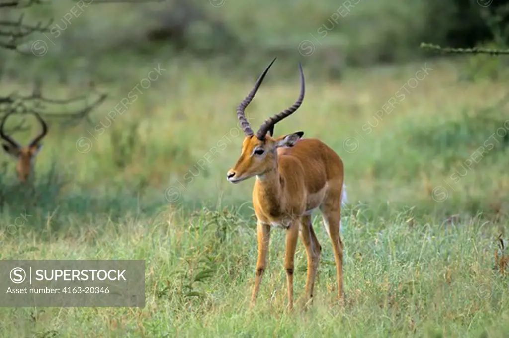 Tanzania, Serengeti, Impala, Male