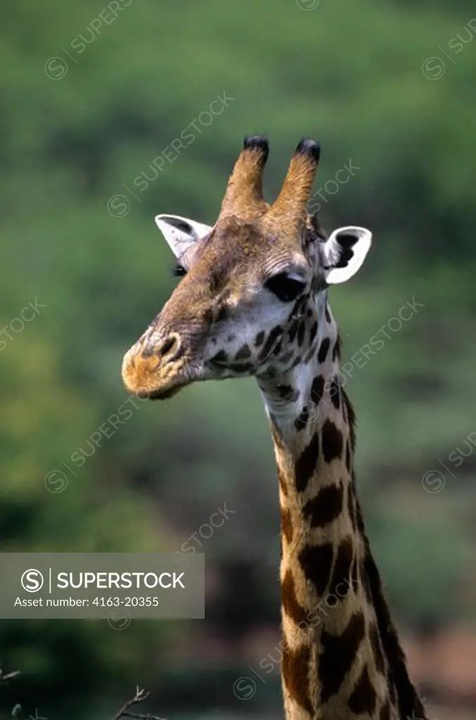 Tanzania, Serengeti, Masai Giraffe, Portrait