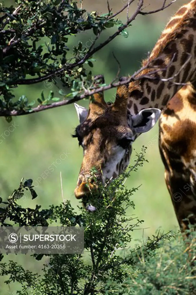 Tanzania, Serengeti, Masai Giraffe, Browsing On Acacia