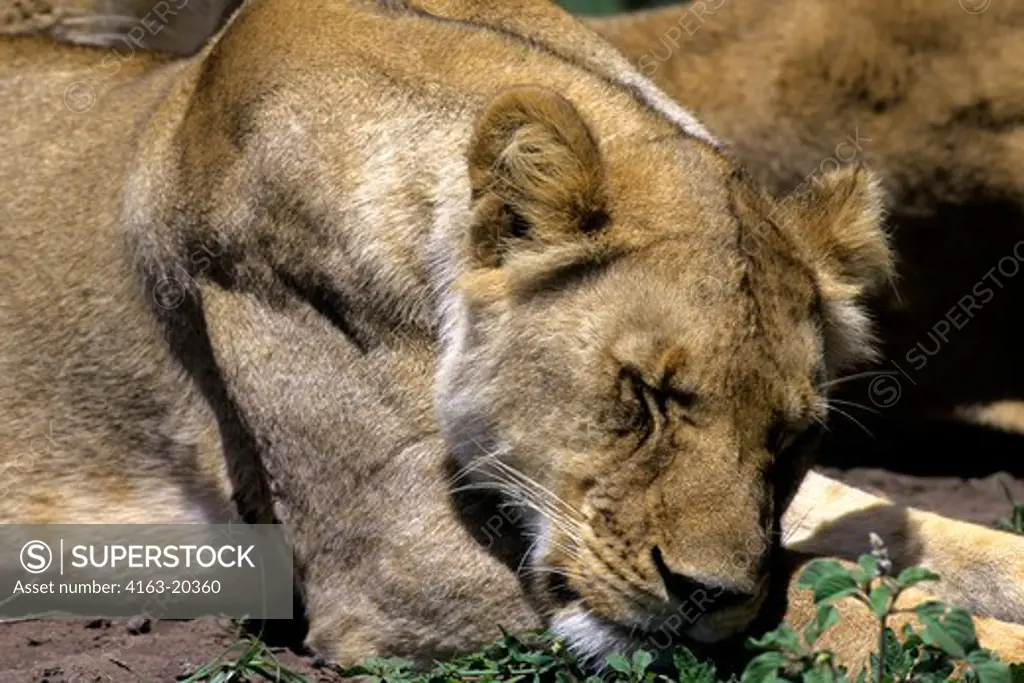 Tanzania, Serengeti, Lioness, Sleeping