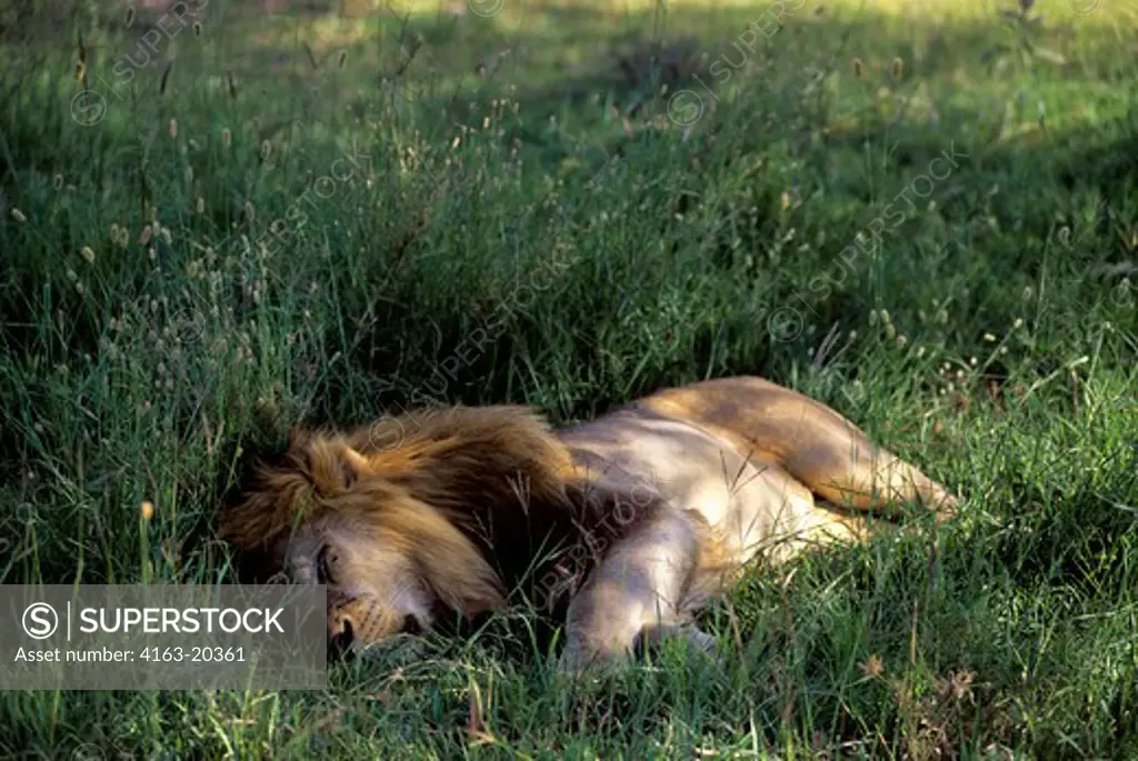 Tanzania, Serengeti, Male Lion, Sleeping