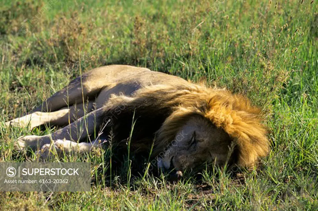 Tanzania, Serengeti, Male Lion, Sleeping