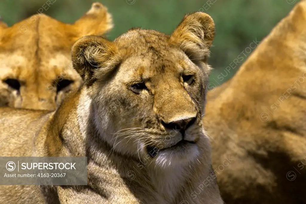 Tanzania, Serengeti, Lioness, Portrait