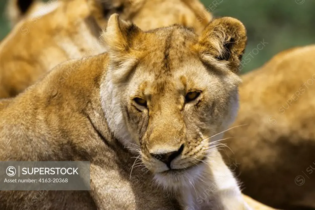 Tanzania, Serengeti, Lioness, Portrait