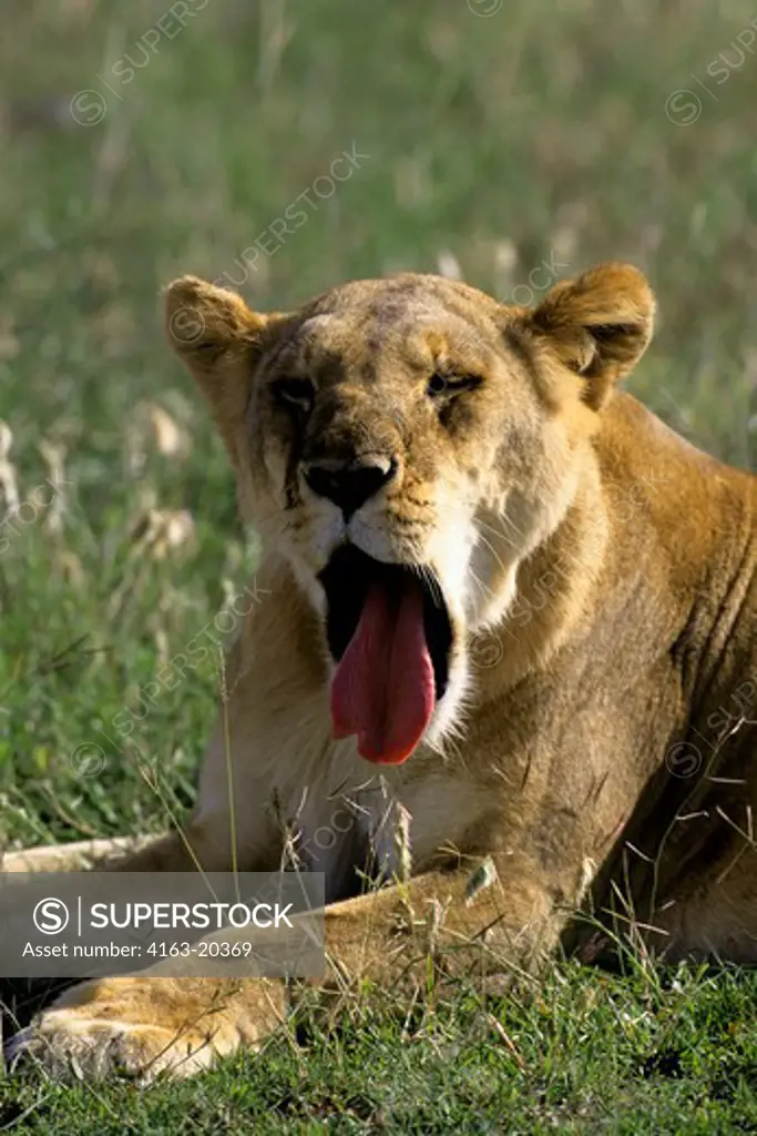 Tanzania, Serengeti, Lioness, Yawning