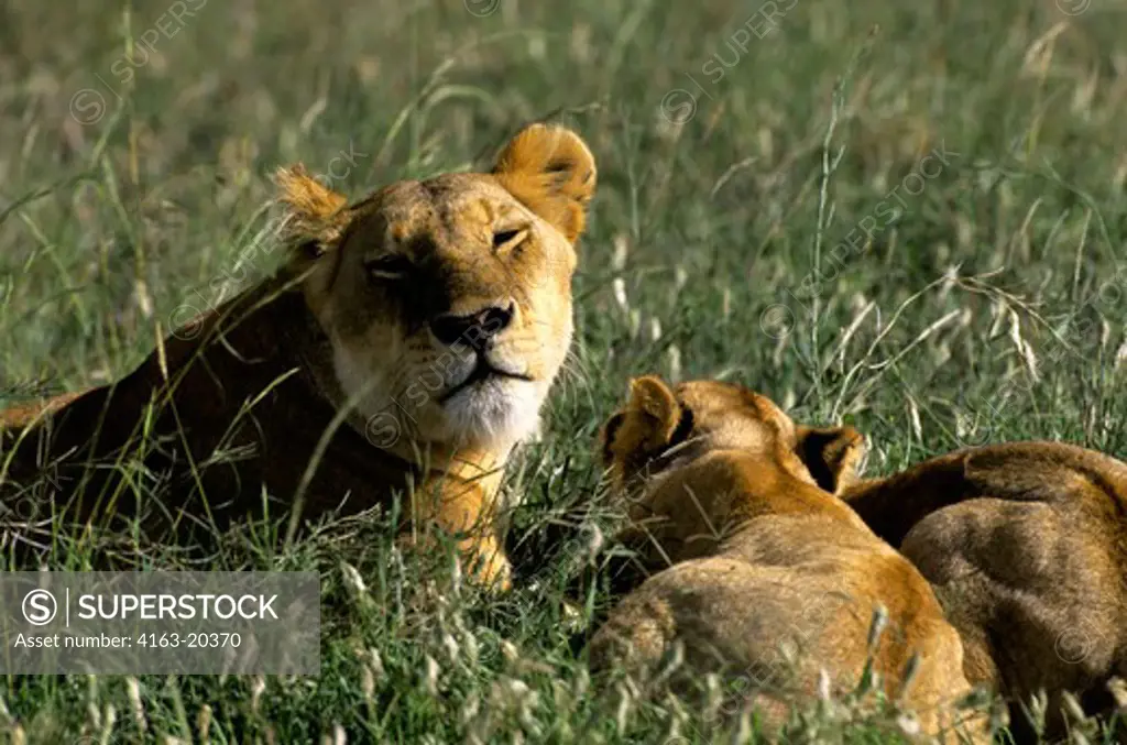Tanzania, Serengeti, Lioness With Cubs