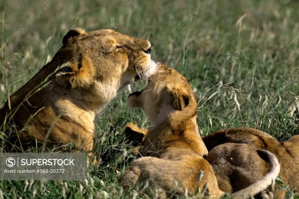 Tanzania, Serengeti, Lioness With Cubs