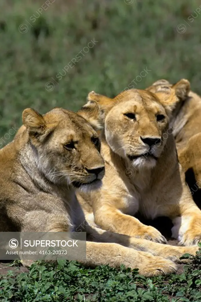Tanzania, Serengeti, Lions, Resting