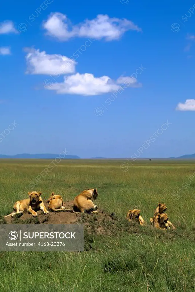 Tanzania, Serengeti, Lion Pride, Resting On Anthill