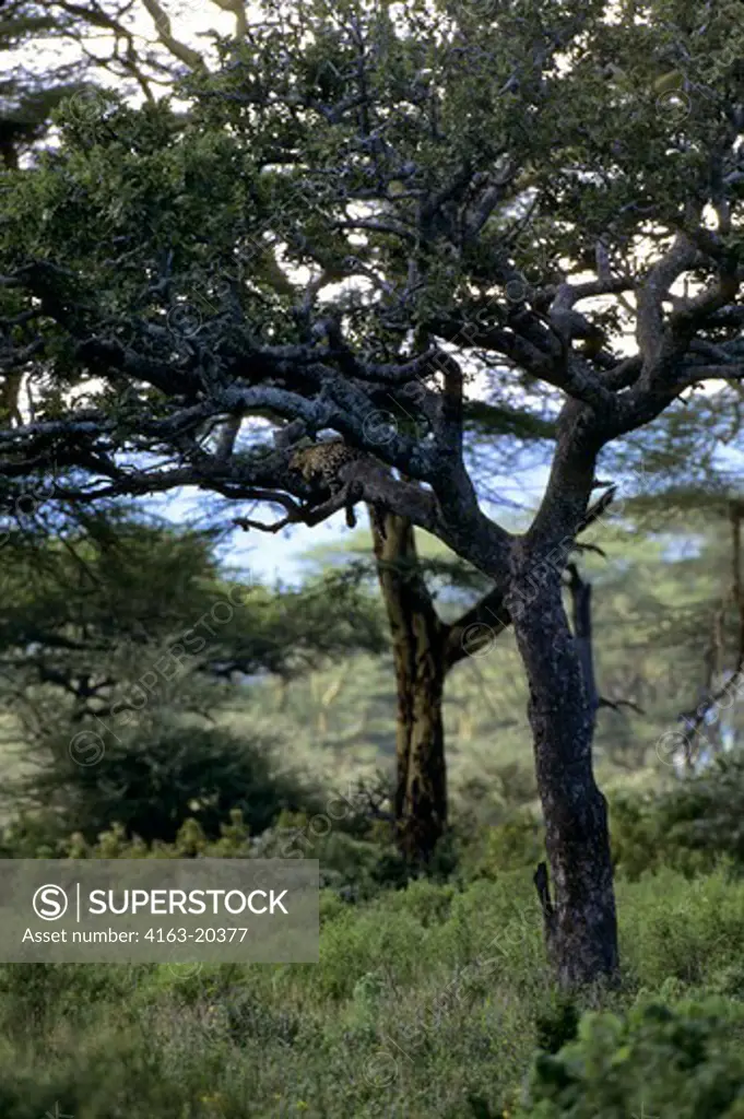 Tanzania, Serengeti, Leopard Sleeping In Tree