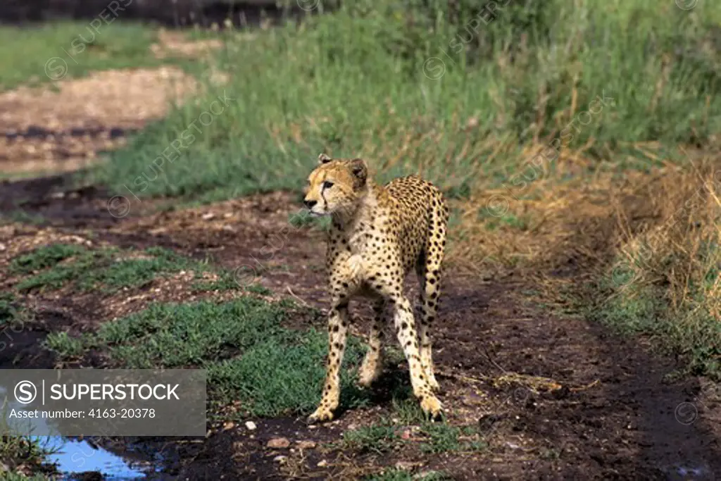 Tanzania, Serengeti, Cheetah