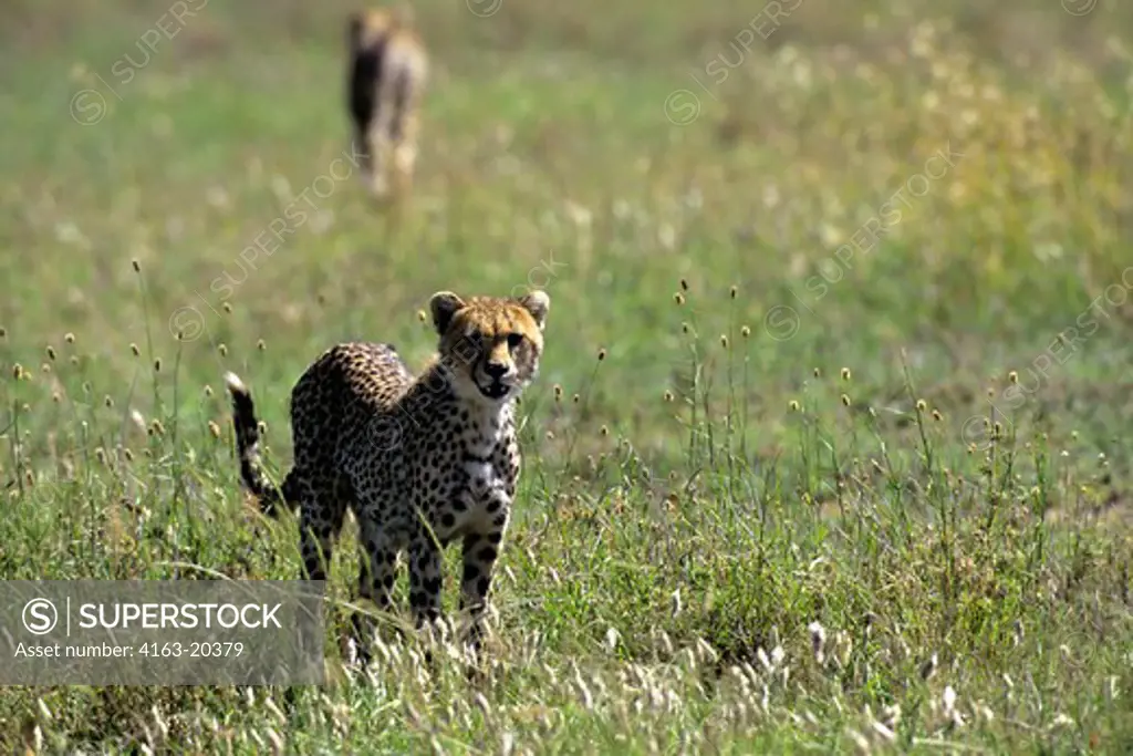 Tanzania, Serengeti, Cheetah In Grass
