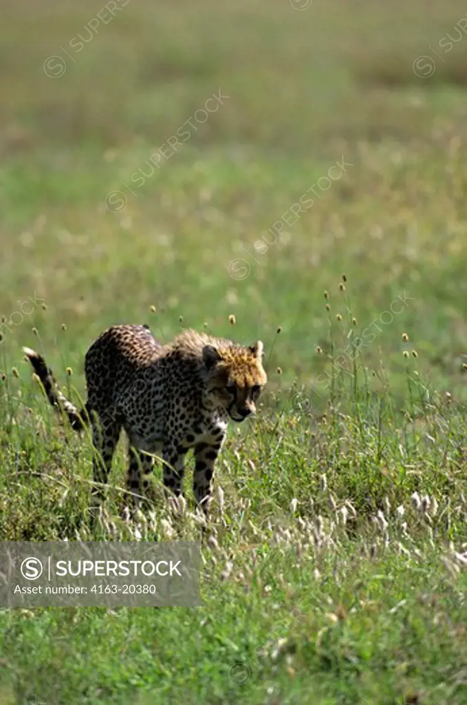 Tanzania, Serengeti, Cheetah In Grass